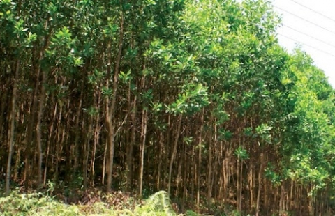 The 2026 Sustainable Shift: Why Acacia Wood is Becoming the 